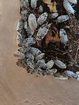 Predám isopody Dairy Cow (Porcellio laevis)