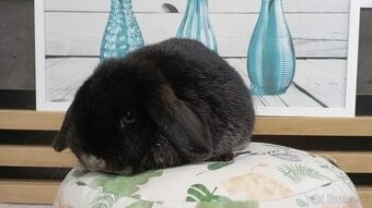 Minilop-zakrslé barančeky