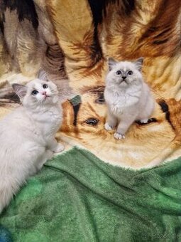 Na predaj dve rozkošné ragdoll mačiatka – slečna a mladý pán