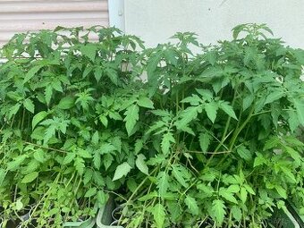 AKCIA predam priesady paradajok len za 0,50Eur kus