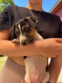 Jack Russell Terrier