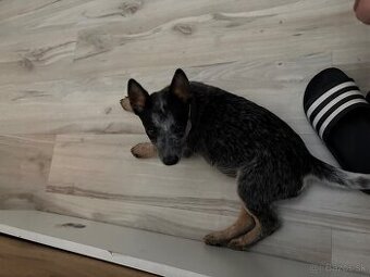 Australský cattle dog