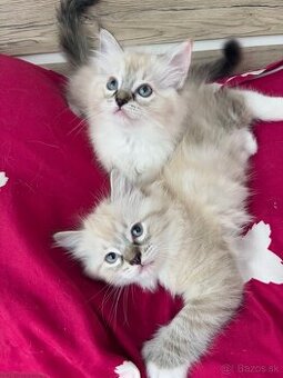 Ragdoll mačiatka