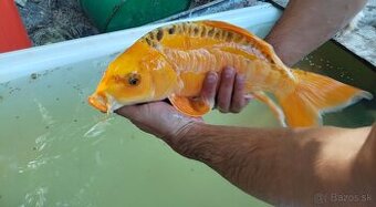 Koi kapre, jazierkove ryby - 1