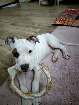 Predám fenku Amstaff, americký stafordšírský teriér