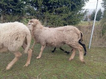 Predám ovce kamerúnske
