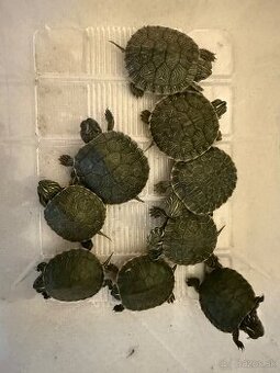 Predám vodné korytnačky