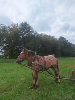 Predám ťažného zrebca