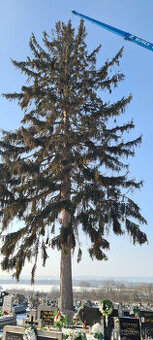 Výrub stromov - Orez