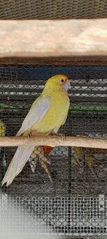 Predám rozela penant a papagáj spevavý