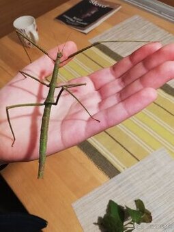 Pakobylka rozkatá Medauroidea extradentata,