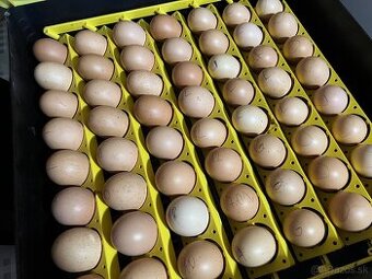 Hempšír a Vlaška jarabičia.