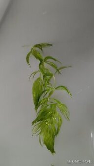 Rastliny do akvária