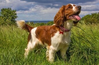 Welsh springerspaniel