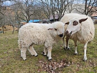 Ovce, zošľachtená valaška