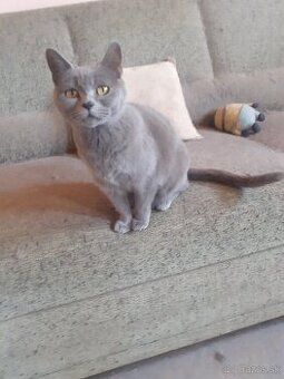 Bricka modra