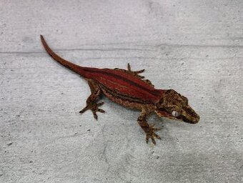 Koupim Rhacodactylus Auriculatus