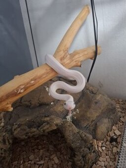 Had texas rat snake