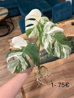 Zakorenené odrezky monstera albo varieta