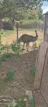 Predám Emu