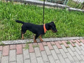 Jagdterrier