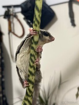 Predám chovný pár vakoveveríc (Petaurus breviceps)
