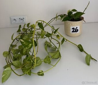 Predám izbovú rastlinu Epipremnum č.26 za 5€
