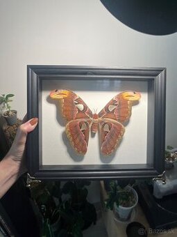 Preparovany motýľ rámovaný Attacus atlas