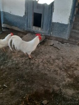 Leghorn