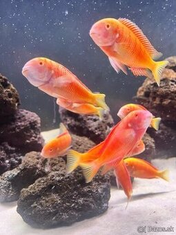 Tropheus Chipimbi Albino