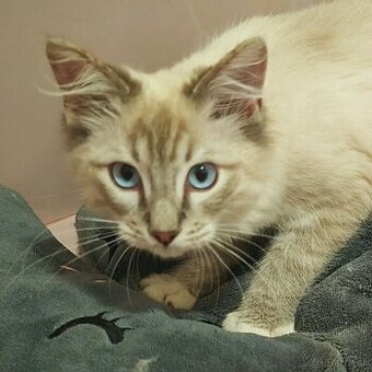 Ragdoll