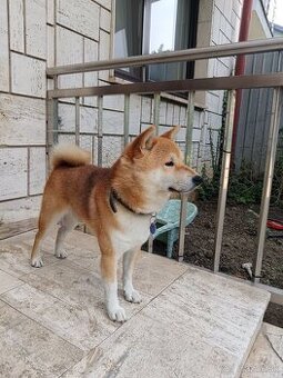 Darujem psa Shiba Inu.