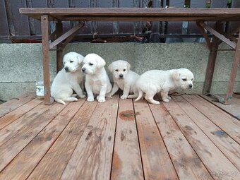 Labradorsky retriever