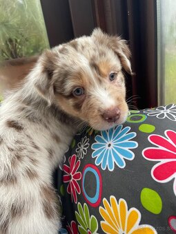 Australsky ovciak s PP