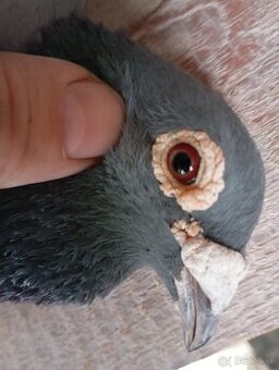 Predám poštové holuby