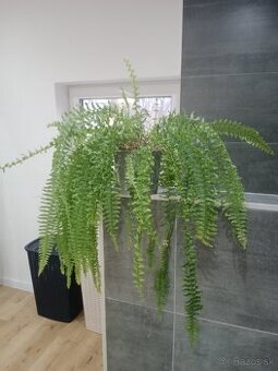 Izbová rastlina - papraď