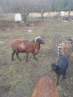 Predám vymením  Barana Kamerun.