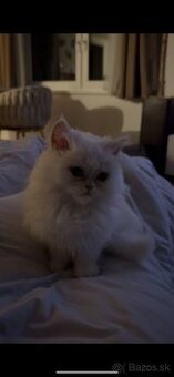 Perzské mačiatko - perzský kocúrik