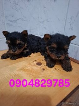 Yorksir teriér šteniatka