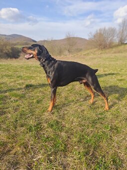 Doberman-krytie