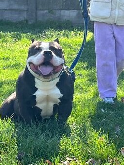 American bully na krytie