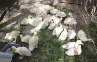 2-týždňové káčatá / chov. kmeň “barbárie”
