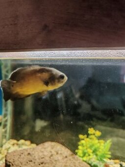 Astronotus ocellatus