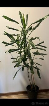 dracena