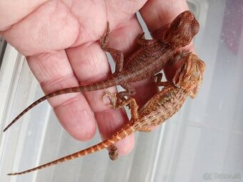 Agama bradata.