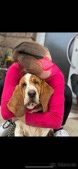 Basset