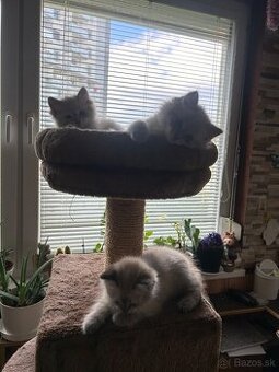 Predám mačiatka ragdoll