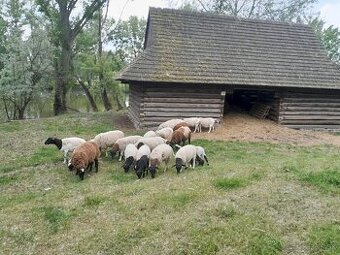 Ponúkam 5-mesačných barančekov Dorper
