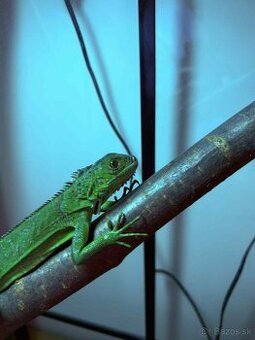 🦎 Predám leguána zeleného