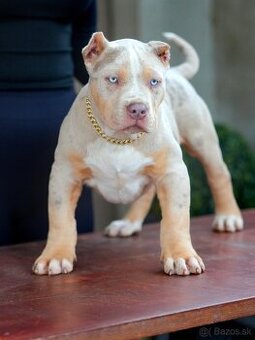 American Bully XL/XXL